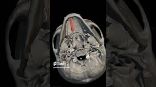 geniohyoid muscle [upl. by Anjela]