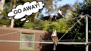 Magpie Harrasses Kookaburra amp Surprise Swoop by another [upl. by Adlee375]