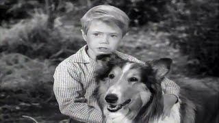 Lassie  Lassies Decision  Full Episodes  Old Cartoons  Videos For Kids 🐕 [upl. by Garrik]