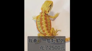 我養了一隻鬆獅蜥 鬆獅蜥 [upl. by Fortin]