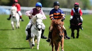 Shetland pony racing [upl. by Viviana]