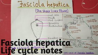 Fasciola hepatica  Life cycle full notes explain in hindi [upl. by Normand531]