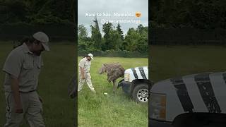 Ostrich yielding egg நெருப்புக்கோழி முட்டையிடும் காட்சி Rare to see moments ytshorts 😍canada [upl. by Karlise]