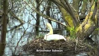 Tierwelt auf der Insel Usedom [upl. by Midis44]