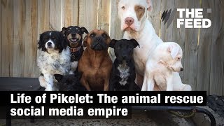 Life of Pikelet The animal rescue social media empire [upl. by Ovatsug]