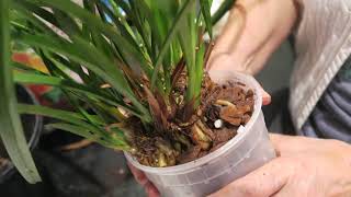 Species cymbidium orchid Repotting [upl. by Dweck]