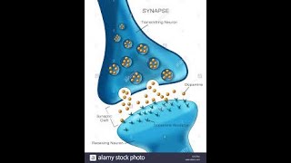 Synapse EPSP  IPSP Spike Potential Synaptic summation Synaptic facilitation [upl. by Bruce]