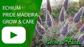 Echium  Pride of Madeira [upl. by Ver936]