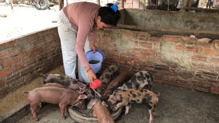 The piglets have just separated from their mother so I use good food for the pigletsPellet feed [upl. by Ignazio]