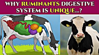 🤔 What are the Ruminantes amp Why their digestive system is unique The vet universe [upl. by Nortal]