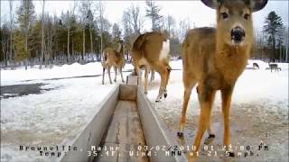 Brownville Food Pantry For Deer Deer Missing A Tail 3 2 18 [upl. by Alburga101]