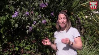 How to Prune Clematis Plants [upl. by Eemia]