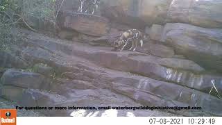 Waterberg Wild Dogs  Den Site Footage [upl. by Ymme313]