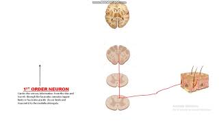 Dorsal Column Medial Lemniscus DCML [upl. by Aynek]