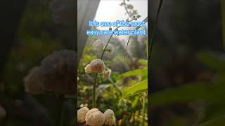 Rising Water Beauty Sagittaria Japonica Plant Spotlight [upl. by Nallad573]