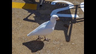 A snowy sheathbill Chionis albus scavenging on the deck of an Antarctic cruise ship [upl. by Alrak466]