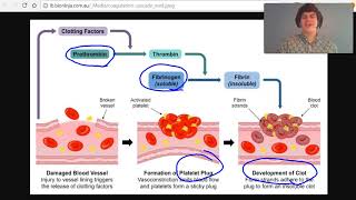 MCAT Question of the Day Blood Clot Formation [upl. by Lilllie]