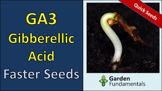 Tareef  sumitomo  gibberellic acid 0001L l how to use gibberellic acid  gibberellic acid  PGR [upl. by Hadrian]