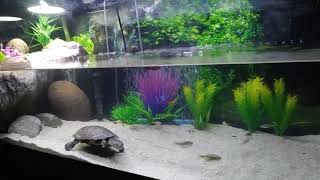 African sideneck turtle setup [upl. by Hyps]