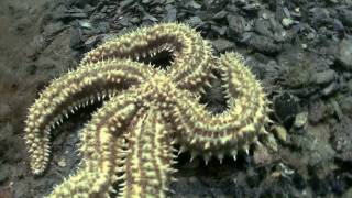 How to film underwater in Marine Reserve saltwater lake Lough Hyne Ireland Watch in HD [upl. by Akayas281]