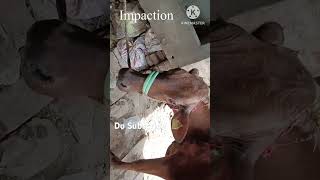 Impaction  Bloat  Band Lagna  Abdominal Pain in Cattle and Buffalo cow [upl. by Kevin448]