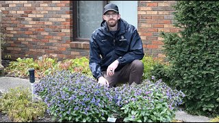 Can You Spot the Difference Pulmonaria Comparison  Walters Gardens [upl. by Wenda]