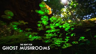 The Hunt for Ghost Mushrooms Bioluminescent Fungi [upl. by Ettenel]