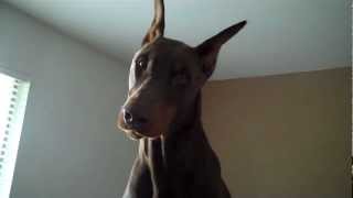 Howling Doberman [upl. by Honey]