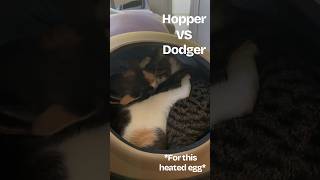 Hopper VS Dodger… Winner gets the heated egg [upl. by Alit]