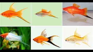 Beautiful Swordtail Fish Varieties For Aquarium [upl. by Lekim]