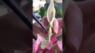 Manually pollinating caladium [upl. by Kedezihclem]