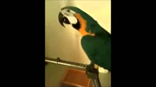 WTF Parrot [upl. by Adnil]