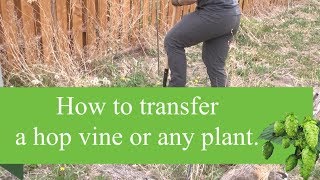 How to Transfer a Hop Vine or Plant [upl. by Rahs]