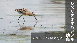 Asian Dowitcher juv シベリアオオハシシギ幼鳥 【野鳥撮影野鳥動画】 [upl. by Molini]