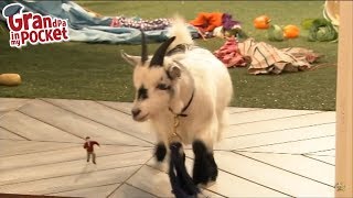 Grandpa in My Pocket  WATCH ADFREE  BOGGLESOXCOM  Mr Scoffbucket the Goat  Full Episode [upl. by Fried836]