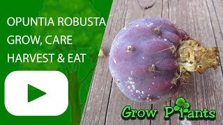 Opuntia robusta  grow harvest and eat [upl. by Berriman]