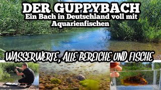 The secret GUPPYBACH  All fish species water parameters amp more [upl. by Arok]