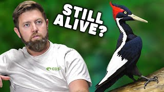 Wildlife Expert Reviews Extinct IvoryBilled Woodpecker Photos [upl. by Fezoj43]