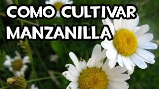 Como cultivar Manzanilla  Huerto Ecológico [upl. by Mcleod]