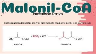 Biosintesis de acidos grasos saturados [upl. by Ttirrem49]