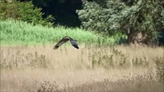 Marsh Harrier catches mouse  Bruine Kiekendief vangt muis Circus Aeruginosus [upl. by Low150]