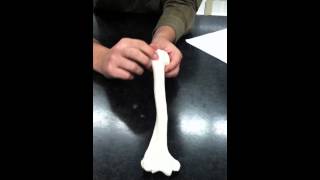 Clavicle Scapula Humerus Ulna Radius Carpals Hand [upl. by Sansone]