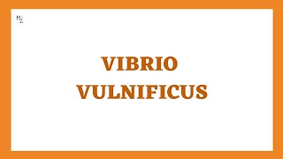 Vibrio vulnificus its morphology clinical findings treatment in JUST 7 mins [upl. by Weintrob]