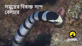 belchers sea snake [upl. by Ihel]