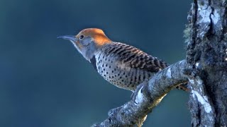 Guatemalan Flicker [upl. by Aubin872]