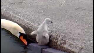 Emerging Baby Swans at Llanfairfechan [upl. by Rex]