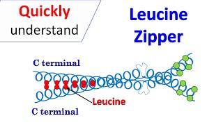 Leucine zipper motif [upl. by Elberta776]