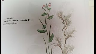 Кипрей мелкоцветковый Kleinblütiges Weideröschen Lat Epilobium parviflorum Мария Требен [upl. by Euphemiah643]