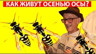 КТО ТАКИЕ ОСЫ ПОЛИСТЫ ПАРАВЕСПУЛА ВЕСПА ШЕРШНИ Vespidae Polistes Paravespula Vespa velutina WASP [upl. by Femi518]