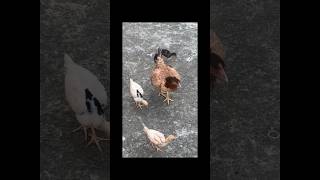 5 Chicks Growth Video Day By Day  Hen Hatched 5 Chicks  Hen Laying Eggs [upl. by Enela]